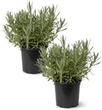 The Three Company Herb - Live Aromatic Herb, Lavender (4 Pack) by TheThreeCompany