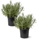 The Three Company Herb - Live Aromatic Herb, Lavender (6 Pack) by TheThreeCompany