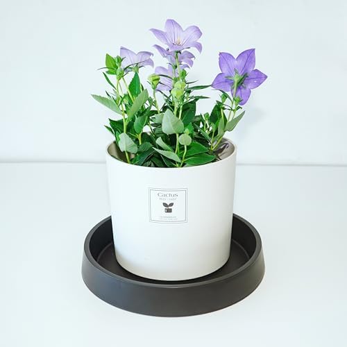 Plant Saucer Tray for Ceramic Plastic Pots, 18 inch Plant Saucers for Indoors, Pot Saucers Trays, Bird Bath Bowls, Flower Planter Water Drip Trays for Pots Base (18", Black) - Image 3