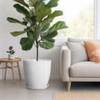 Ceramic Plant Saucer - 12 Inch Plant Tray for Pots Large Plant Plate to Catch Water Indoor Plants Large Plant Drip Tray for Drainage Round Flower Pot Saucer White - Image 6