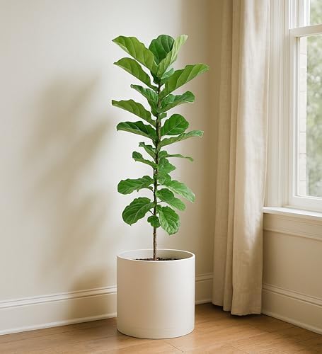 D'vine Dev Plastic Planter Pot with Saucer, 12 in, Oatmeal, 74-X-H-3 - Image 7