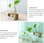 Desktop Glass Vase for Hydroponics Water Plant Holder Home Adornment Hydroponic Bottle - Image 3