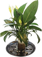4 Pack 14inch Decorative Sturdy Plant Saucer,Antique Silver Plastic Plant drip Tray Stylish Round Plant Tray - Image 5