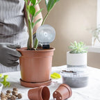 4Pcs 500ML Self Watering Bulbs Plastic Plant Watering Globes - Image 5