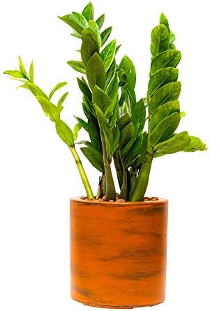 7.8 in Self-Watering Planters, 8 Inch Square Pot, Dark Brown - Image 2