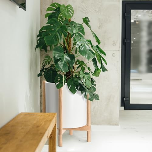 D'vine Dev Plastic Pot with Natural Wood Stand, White, 16 in, 55-C-Y-1 - Image 2