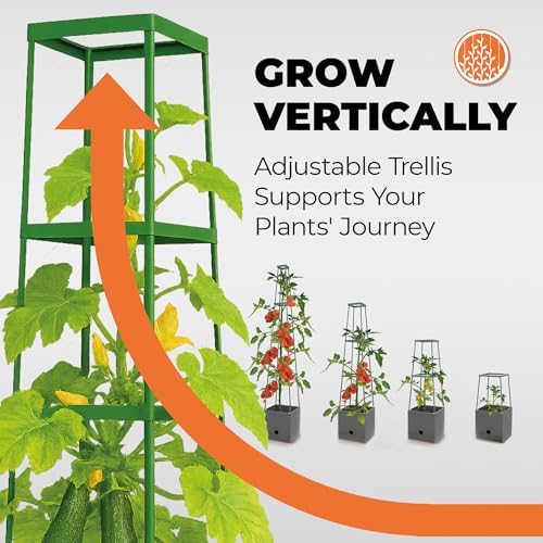 Bio Green 2 Pack Garden Tomato Planter MAXITOM, with Plant Support Trellis 59 inch and Self Watering, 4,2 Gal Planter Box for Climbing Vegetables Plants, Gray - Image 5
