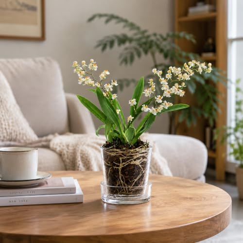 Phoenix Vine 3.5 Inch Clear Acrylic Planter Pot with Tray, Orchid Pot with Drainage Holes, Deep Saucer for Bottom Watering, Transparent Containers for Indoor Plants, Herbs, Set of 12, 91-A-D-12 - Image 7