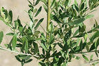 Perfect Plants Arbequina Olive Tree, 2-3 ft, Patio or Landscape - Image 2