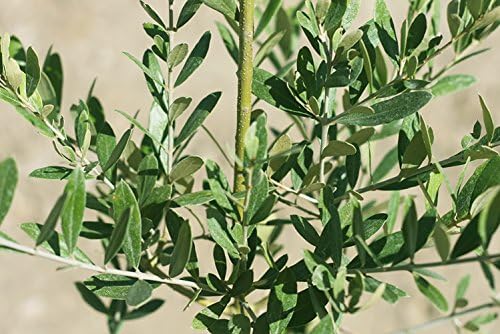 Perfect Plants Arbequina Olive Tree, 2-3 ft, Patio or Landscape - Image 2