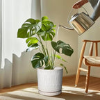 Eightpot Plant Drip Tray - Ceramic Plant Saucer for Outdoors 9.3 Inch Plant Tray for Indoors No Holes Plant Pot Saucer Plant Dishes to Catch Water Round Plant Drainage Trays, Cream White - Image 2
