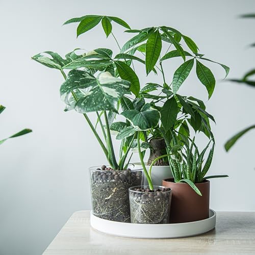 Phoenix Vine 14 Inch Plastic Plant Saucer Water Drip Tray, Heavy Sturdy Round Plant Drainage Tray for Indoors Outdoor, Matte White, 21-TY-14W-1 - Image 3