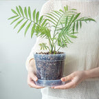 6 Inch Clear Plastic Plant Pot with Drainage Holes, Interlocking & Detachable Tray - Deep Saucer - Durable BPA-Free Plastic, Transparent Design, Raised Base for Airflow, Set of 12, 92-X-B-5 - Image 2