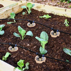 6pcs Plant Watering Device Easy Self Watering Planter for Your Garden 17oz Olla Watering System 3.1x3.1x6inClassic Plant Watering Stakes Vacation Plant Watering Devices - Image 4