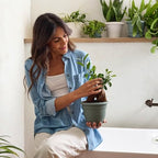 Bloem Ariana 6" Plastic Self-Watering Planter, Basil, 4-Pack - Image 2