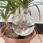 Automatic Plant Watering Globes 500ML Top Fill Drip Irrigation - Image 4