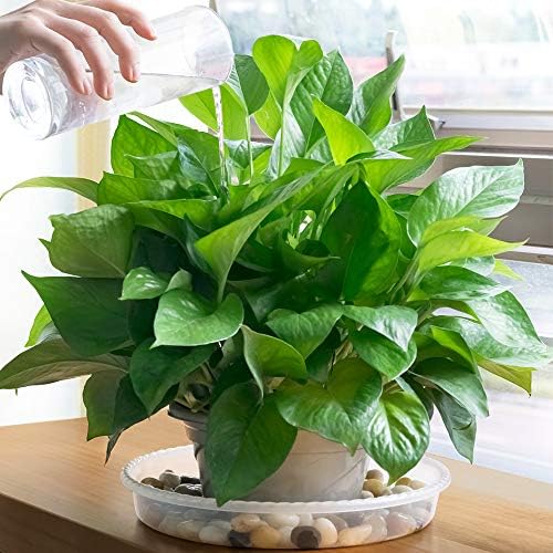 MUDEELA 6-Pack Plastic Plant Saucers Tray for Indoor, 14 Inches, Clear - Image 6