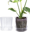 Phoenix Vine 6.5 InchClear Acrylic Planter Pot with Tray, Orchid Pot with Drainage Holes, Deep Saucer for Bottom Watering, Transparent Containers for Indoor Plants, Herbs, Set of 2, 91-A-F-2 by Phoenix+Vine