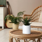 D'vine Dev 4-Pack White Plastic Planters with Saucers, 5 in, 74-Z-G-2 - Image 5