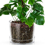 Phoenix Vine 12 Inch Clear Acrylic Planter Pot with Tray, Orchid Pot with Drainage Holes, Deep Saucer for Bottom Watering, Transparent Containers for Indoor Plants, Herbs, Set of 1, 91-A-I-1 by Phoenix+Vine