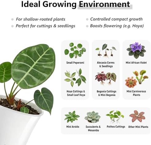 10 Pack 4" Self Watering Small White Plant Pots for Indoor Plants, Clear Inner Cup, Water Level Indicator, Drainage Holes & Wick, for Cuttings, Seedlings, Herb, African Violet, Hoya, Begonia - Image 5