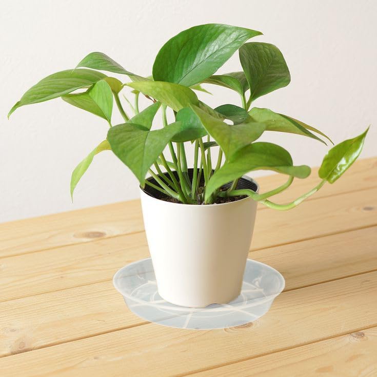 6 Pack Plant Saucer Drip Tray 14 inch, Large Plastic Plant Trays, Heavy Sturdy Plastic Planter Flower Pot Saucers for Indoor Outdoor Garden, Plant Water Drip Trays for pots (14", Clear) - Image 5