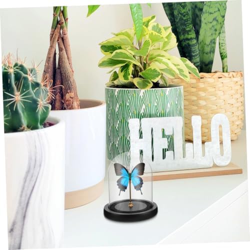 Mikinona Small Glass Dome Display Case with Black Base for Decor - Image 7