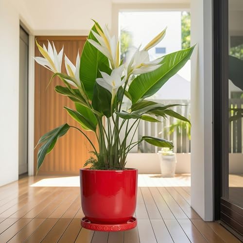 Eightpot 11.4 Inch Plant Saucers for Indoors, Plant Plates to Catch Water for Outdoor, Round Plants Drip Tray, Modern Planter Saucer, Decorative Plants Dishes to Catch Water, Flower Pot Tray, Red - Image 6