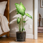 Phoenix Vine 8 Inch 10 Inch Clear Acrylic Houseplants Planter Pot with Tray, Orchid Pot with Drainage Holes, Deep Saucer for Bottom Watering, Transparent Containers for Indoor Plants, Herbs, 91-B-Y - Image 7