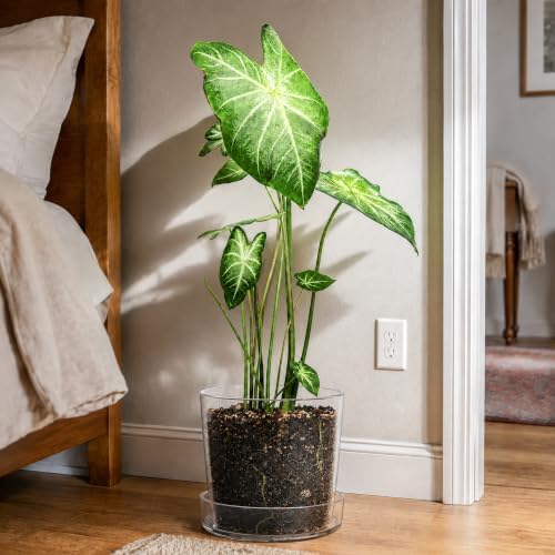 Phoenix Vine 6.5 Inch 8 Inch Clear Acrylic Houseplants Planter Pot with Tray, Orchid Pot with Drainage Holes, Deep Saucer for Bottom Watering, Transparent Containers for Indoor Plants, Herbs, 91-B-X - Image 7
