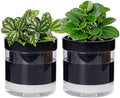Phoenix Vine 6 Inch Self Watering Planter Pot, Black Terracotta Clay Pot with Glass Reservoir for Indoor Plants, Herbs, Flowers, Set of 2, 52-C-F-2 by Phoenix+Vine