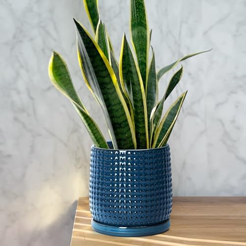 D'vine Dev Beaded Ceramic Pot with Saucer, 6 in, Midnight Blue, 27-C-X-3 - Image 2