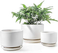 LE TAUCI Ceramic Pots for Plants, 4.3+5.3+6.8 Inch, Set of 3, White by LETAUCI