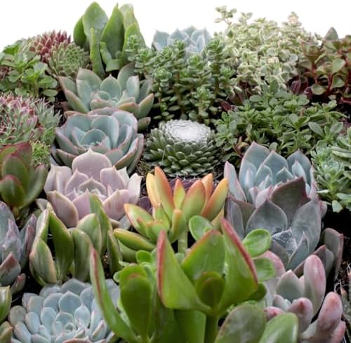 Mountain Crest Gardens Ultimate Succulent Variety Pack - 50 Unique Live Plants, Many Types, Rooted in 2 inch Pots - Indoor/Outdoor Real Succulents for Garden Decor, Favors, DIY Arrangements - Image 5