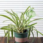 BESPORTBLE Cactus Shape Self Watering Stakes for Plants and Flowers 4pcs - Image 2
