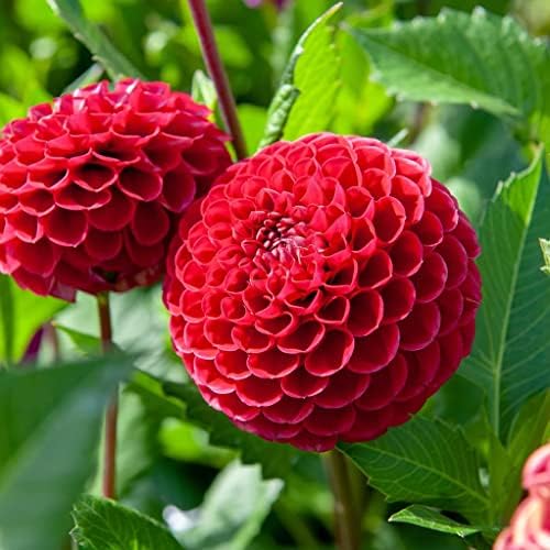 Votaniki Cornel Dahlia Bulbs - Perennial Decorative Ball Dahlia - Large Blooms, Beautiful and Versatile Dahlia Flower Bulbs for Planting - Stunning Garden Display (3 Pack) - Image 2