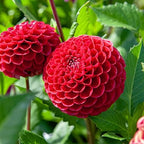 Votaniki Cornel Dahlia Bulbs - Perennial Decorative Ball Dahlia - Large Blooms, Beautiful and Versatile Dahlia Flower Bulbs for Planting - Stunning Garden Display (2 Pack) - Image 2