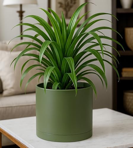 D'vine Dev Plastic Planter Pot with Saucer, 8 in, Olive, 74-X-I-1 - Image 2
