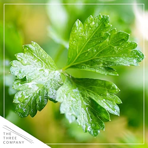 The Three Company Herb - Live Aromatic Herb, Parsley (4 Pack) - Image 2