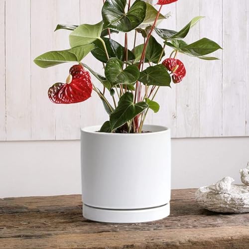 Yukfona Ceramic Plant Saucer Tray 1 Pcs 12 Inch White, 12.5" OD x11.9 ID x1.6 Deep| Fits Flower pots Bottom≤ 11.9", Heavy Duty Glazed Round Planter Drip with Catch Basin for Indoor Outdoor Plants - Image 6