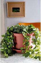 The HC Companies Classic Round Plastic Plant Pot w/Rolled Rim - Lightweight & UV Resistant Flower Pot for Herbs & More - Outdoor & Indoor Plant Pots w/Drainage (15.5 inch Clay, Pack of 1) - Image 2