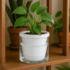 D'vine Dev Self-Watering White Terracotta Planter, 6 in, 2-Pack, 37-Y-B-2 - Image 5