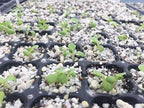 Bootstrap Farmer 128 Cell Seed Starting Tray Extra Thick 60 Trays Black - Image 3