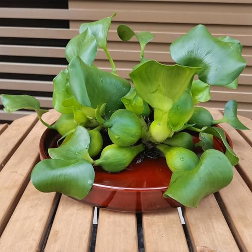 Ceramic Plant Saucer 10 Inch, Round Plant Trays for Indoors/Outdoors, Flower Pot Saucers for Holding Water Drips and Soil, Ceramic Drainage Tray for Plant Pot (Reactive Glaze Brown) - Image 5