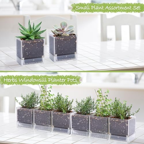 D'vine Dev 6-Pack Acrylic Herb Planter Pots, 4 in, Clear, 76-Y-D-1 - Image 3