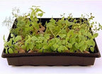 10" x 10" Garden Growing Trays with Drain Holes - 10-pack Recyclable Plastic Plant Trays for Wheatgrass Sprouting Tray, Microgreens Growing Trays, Hydroponic Trays, Nursery Flats, Greenhouse Supplies - Image 5
