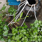 Self Watering Cotton Wick Cord, for Potted Plant Planting Planter Pot Automatic Slow Release Garden Drip Irrigation System 4/6mm(Length 20m(Dia 6mm)) - Image 5