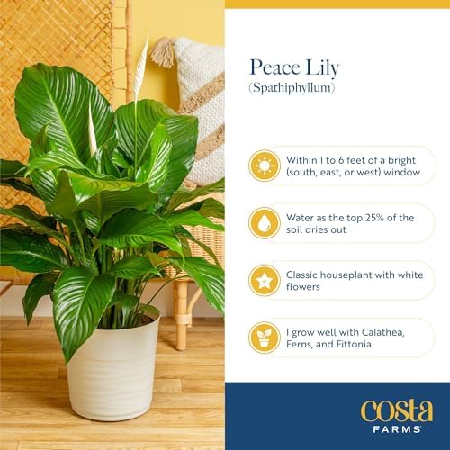 Costa Farms Peace Lily, Live Indoor Plant, Air Purifying, White Flowers - Image 6
