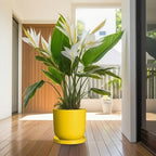 Eightpot Plant Saucers for Indoors, 9.3 Inch Plant Pot Saucers, Plant Drip Trays for Indoor Outdoors, Round Plants Plates to Catch Water, Boho Decorative Plants Dishes to Catch Water, Yellow - Image 6