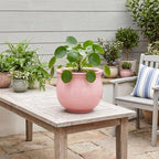 8 Inch Ceramic Self Watering Planter with Absorbent Inner Pot, Pink - Image 5